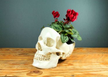 Skull with roses in it